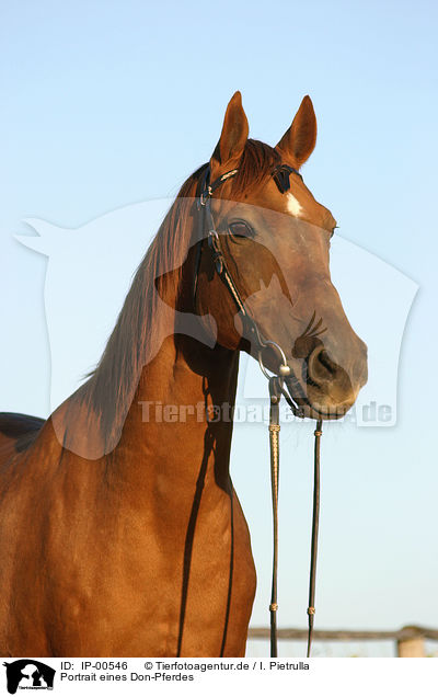 Portrait eines Don-Pferdes / horse / IP-00546