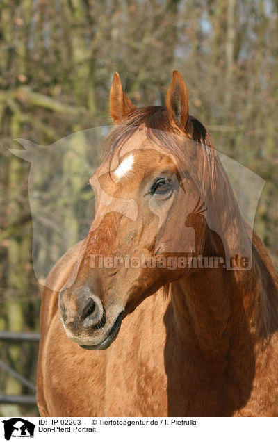 Don-Pferd Portrait / IP-02203