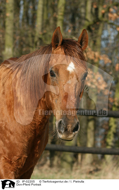 Don-Pferd Portrait / IP-02205