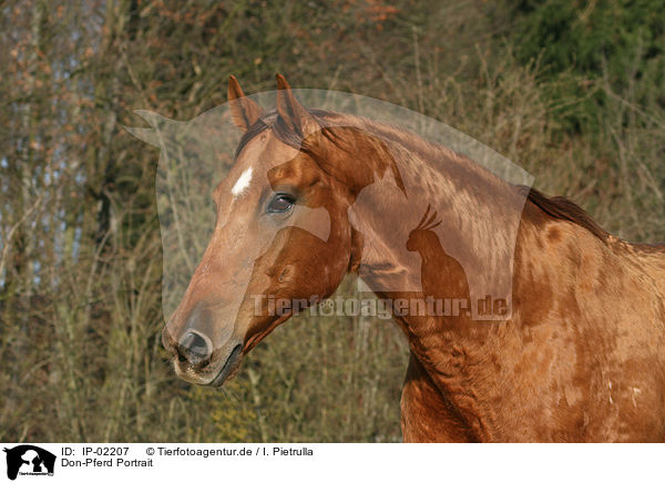 Don-Pferd Portrait / Don Portrait / IP-02207