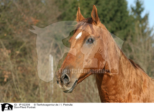 Don-Pferd Portrait / IP-02208