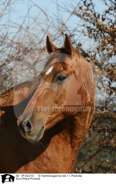Don-Pferd Portrait / IP-02210
