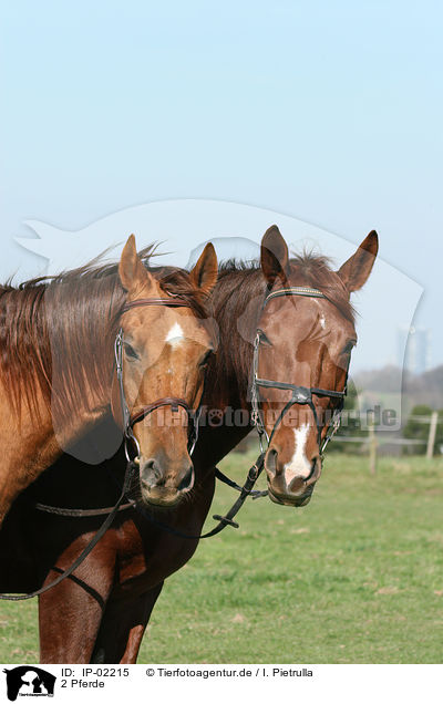 2 Pferde / IP-02215