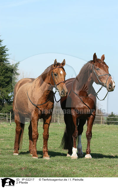 2 Pferde / 2 horses / IP-02217