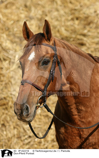 Don-Pferd Portrait / IP-02219