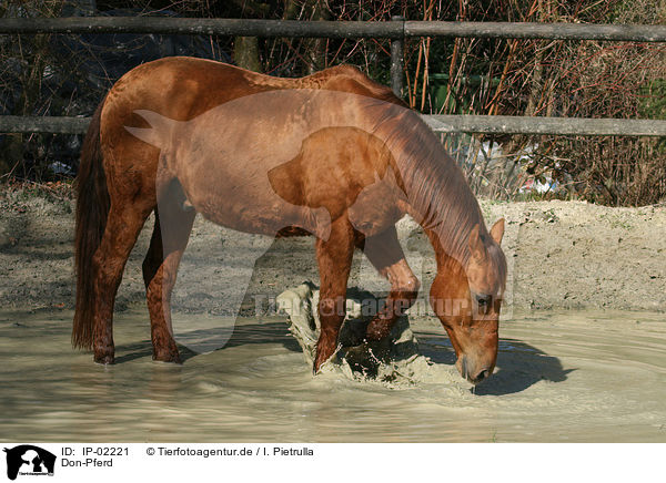Don-Pferd / IP-02221