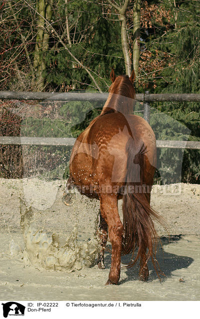 Don-Pferd / IP-02222