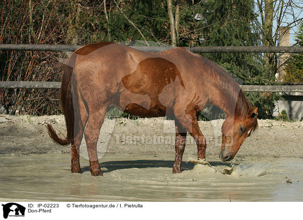 Don-Pferd / IP-02223