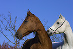 Don-Pferd & Araber