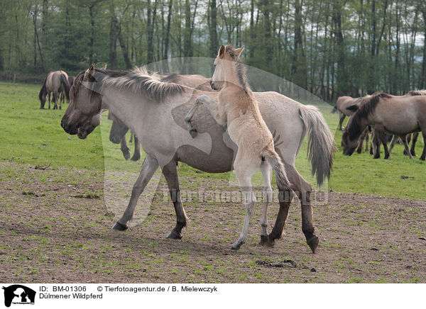 Dlmener Wildpferd / duelmener wild horse / BM-01306