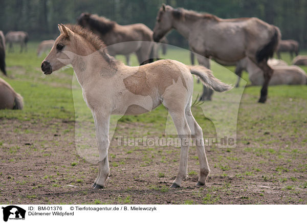 Dlmener Wildpferd / duelmener wild horse / BM-01376