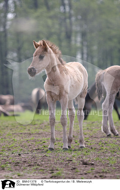 Dlmener Wildpferd / duelmener wild horse / BM-01378