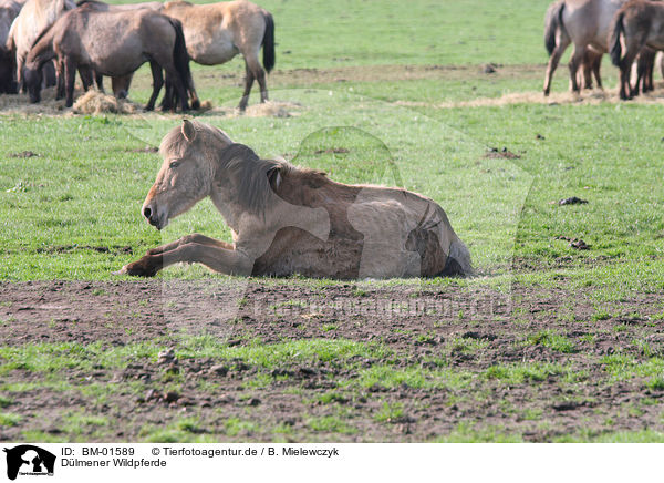 Dlmener Wildpferde / Dlmen horses / BM-01589