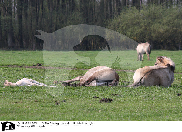 Dlmener Wildpferde / Dlmen horses / BM-01592