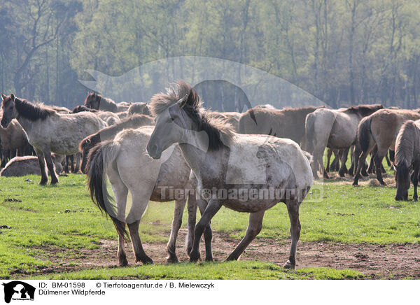 Dlmener Wildpferde / Dlmen horses / BM-01598