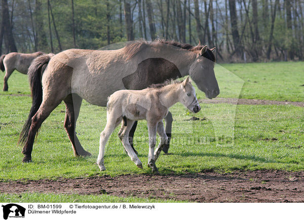 Dlmener Wildpferde / Dlmen horses / BM-01599