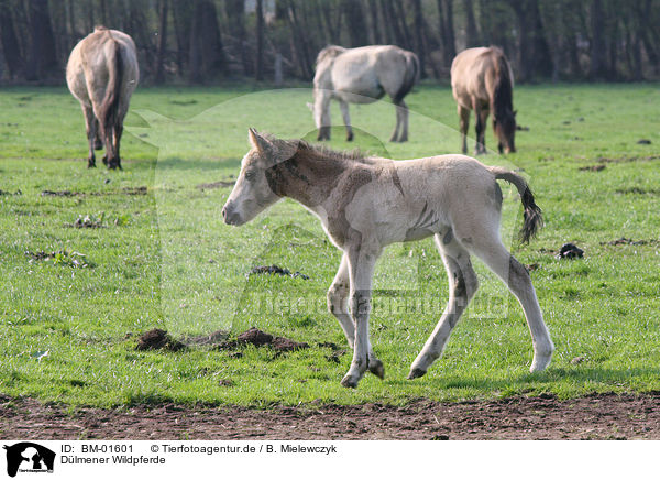 Dlmener Wildpferde / Dlmen horses / BM-01601