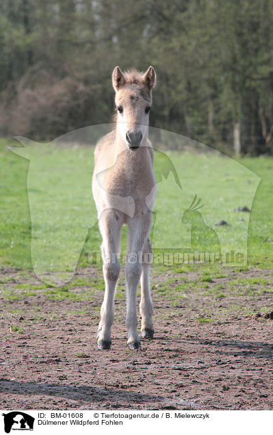 D�lmener Wildpferd Fohlen / D�lmen horse foal / BM-01608