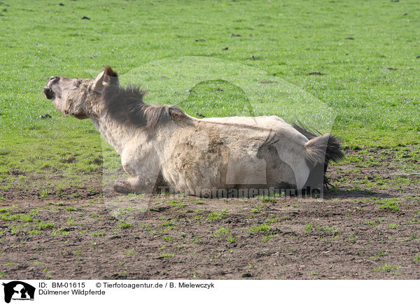 Dlmener Wildpferde / Dlmen horses / BM-01615