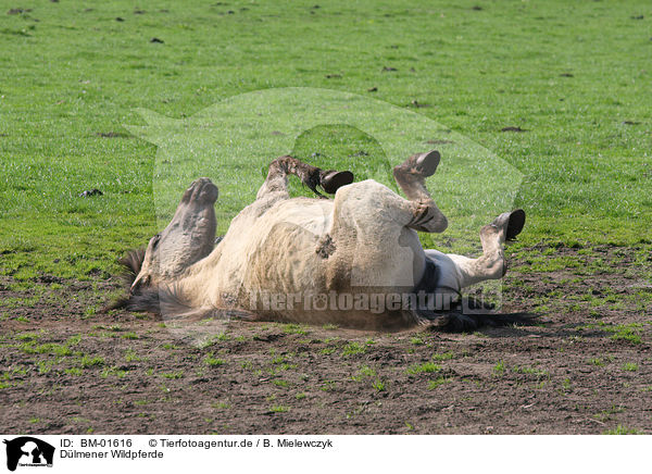 Dlmener Wildpferde / Dlmen horses / BM-01616