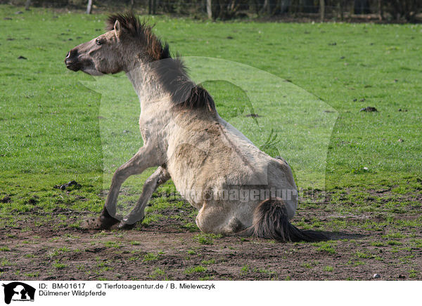Dlmener Wildpferde / Dlmen horses / BM-01617