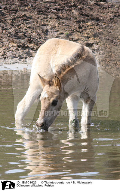 Dlmener Wildpferd Fohlen / Dlmen horse foal / BM-01623