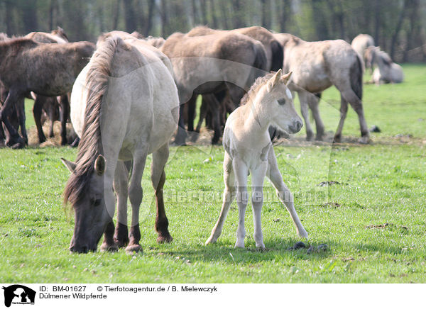 Dlmener Wildpferde / Dlmen horses / BM-01627