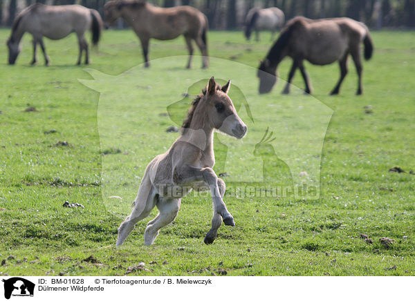 Dlmener Wildpferde / Dlmen horses / BM-01628
