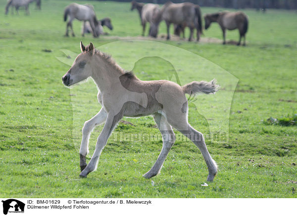 Dlmener Wildpferd Fohlen / BM-01629