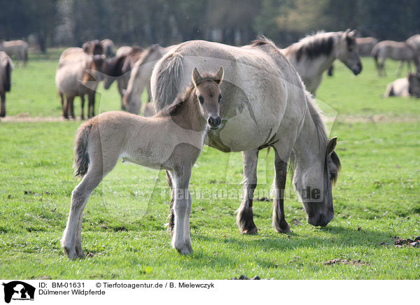 Dlmener Wildpferde / Dlmen horses / BM-01631