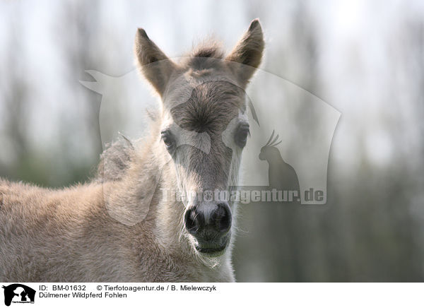 Dlmener Wildpferd Fohlen / Dlmen horse foal / BM-01632