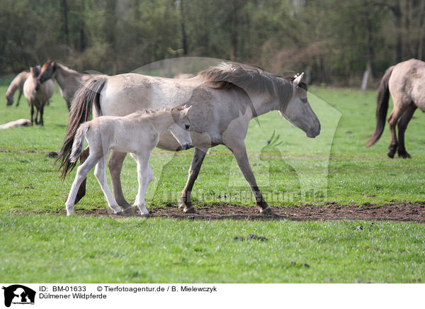 Dlmener Wildpferde / Dlmen horses / BM-01633