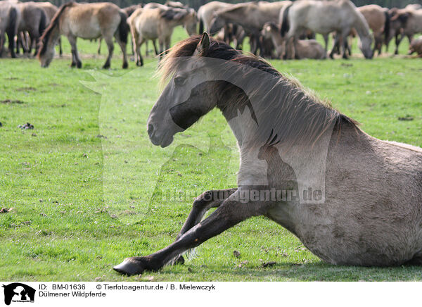 Dlmener Wildpferde / Dlmen horses / BM-01636
