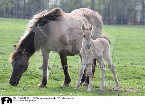 Dlmener Wildpferde / Dlmen horses / BM-01637