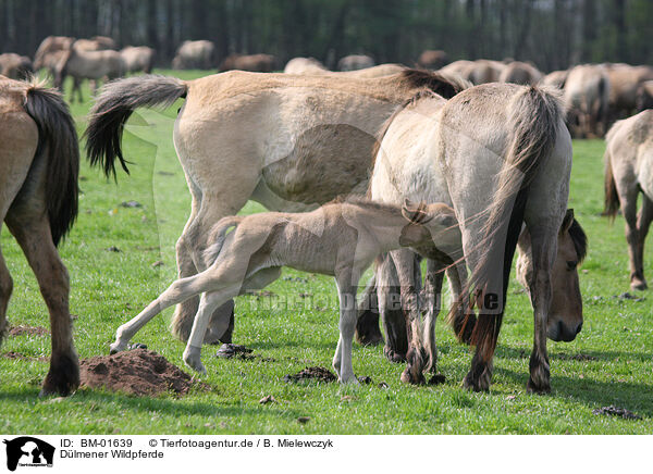 Dlmener Wildpferde / Dlmen horses / BM-01639