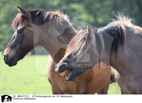 Dlmener Wildpferde / Dlmener wild horses / BM-01715