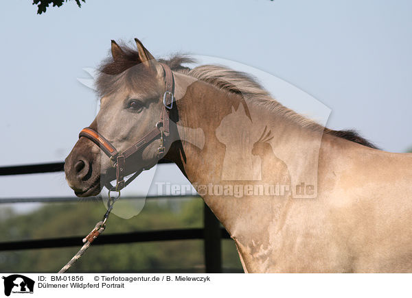 Dlmener Wildpferd Portrait / BM-01856