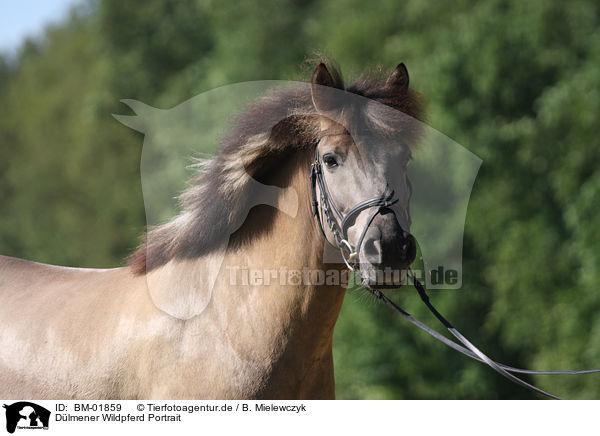 Dlmener Wildpferd Portrait / BM-01859