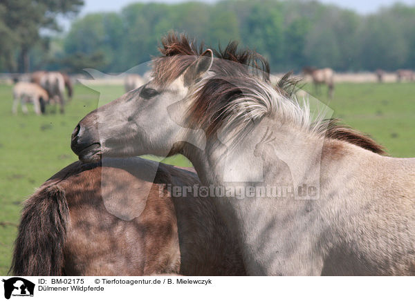 Dlmener Wildpferde / Dlmener wild horses / BM-02175