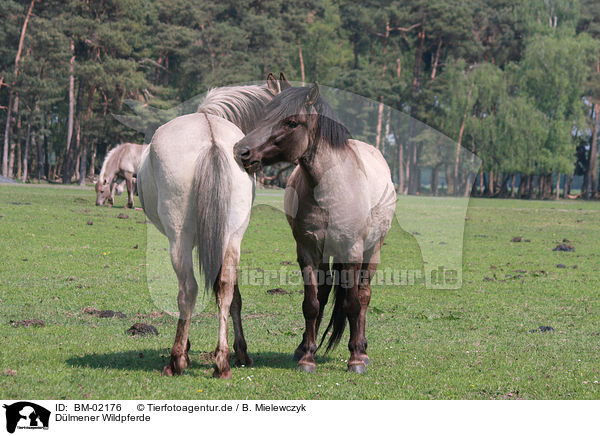 Dlmener Wildpferde / Dlmener wild horses / BM-02176
