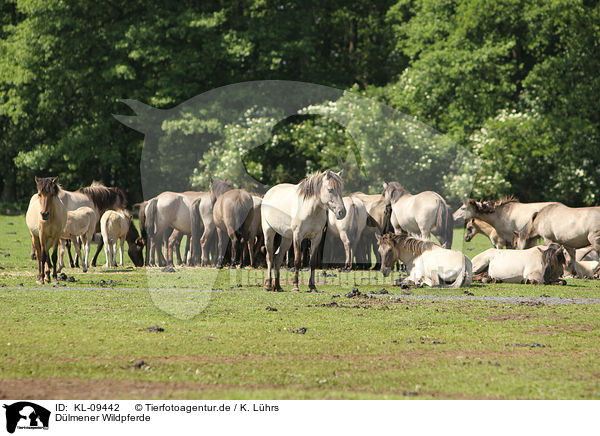 Dlmener Wildpferde / Dlmener wild horses / KL-09442