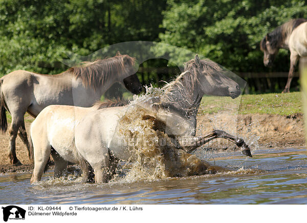 Dlmener Wildpferde / Dlmener wild horses / KL-09444