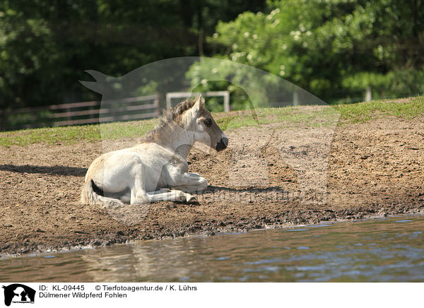 Dlmener Wildpferd Fohlen / Dlmener wild horse foal / KL-09445