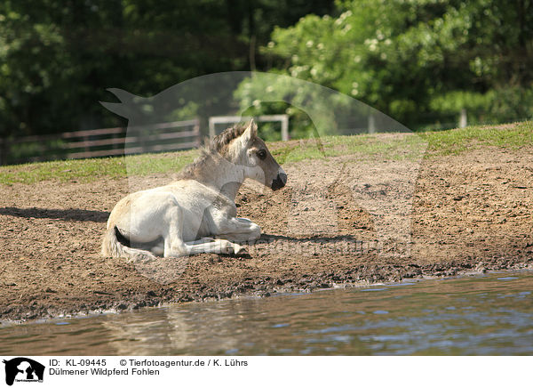 Dlmener Wildpferd Fohlen / KL-09445