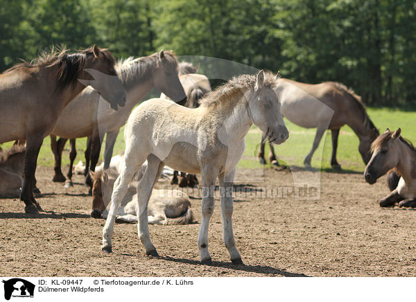 Dlmener Wildpferds / Dlmener wild horses / KL-09447