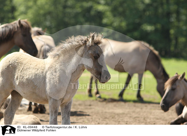 Dlmener Wildpferd Fohlen / Dlmener wild horse foal / KL-09448