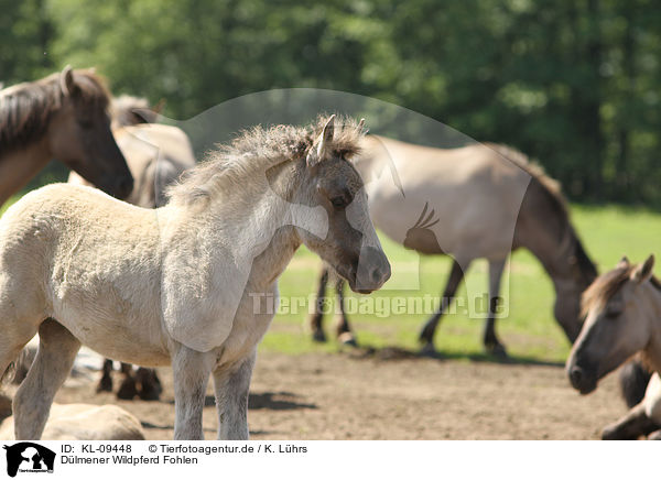 Dlmener Wildpferd Fohlen / KL-09448