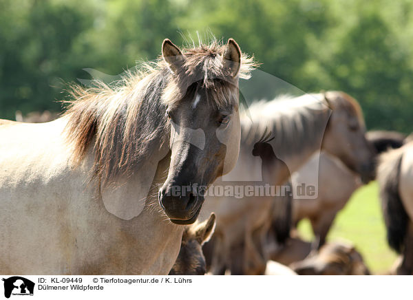 Dlmener Wildpferde / Dlmener wild horses / KL-09449