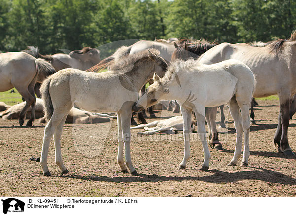 Dlmener Wildpferde / Dlmener wild horses / KL-09451