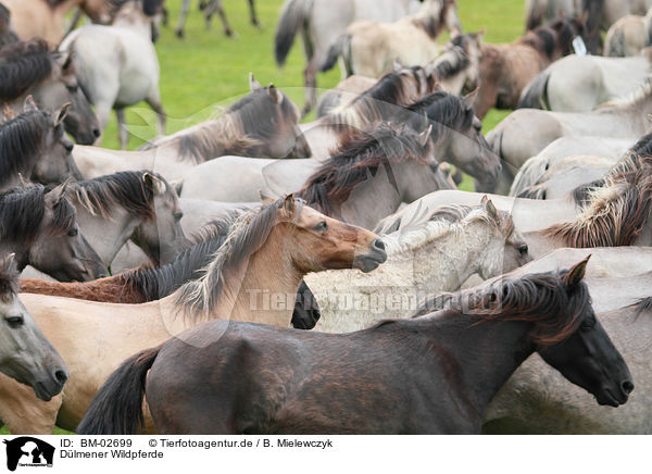 Dlmener Wildpferde / horses / BM-02699